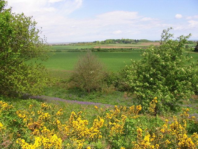 File:Wiveton Downs - geograph.org.uk - 113424.jpg