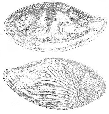 File:Wood-1 X-16 Yoldia lanceolata.jpg