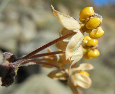 File:Asclepias-albicans.jpg