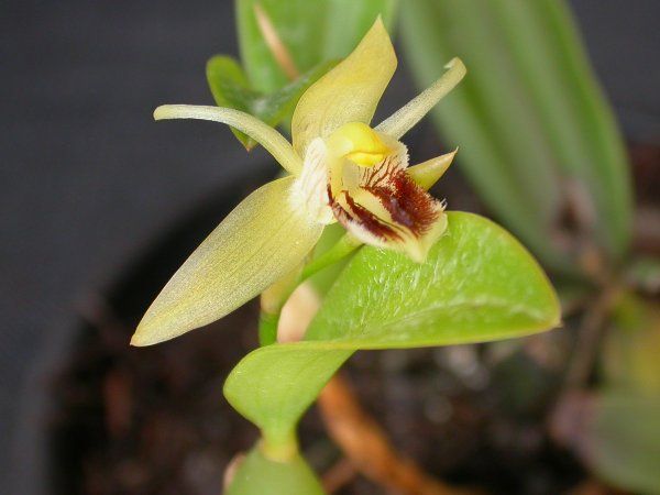 File:Coelogyne ovalis.jpg