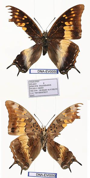 File:EV-0050 Charaxes sidamo (3665698813).jpg