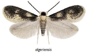 File:Ectoedemia algeriensis male.JPG