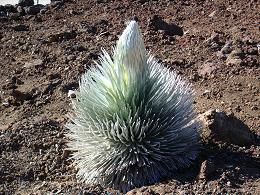 File:Haleakala Silversword.jpg