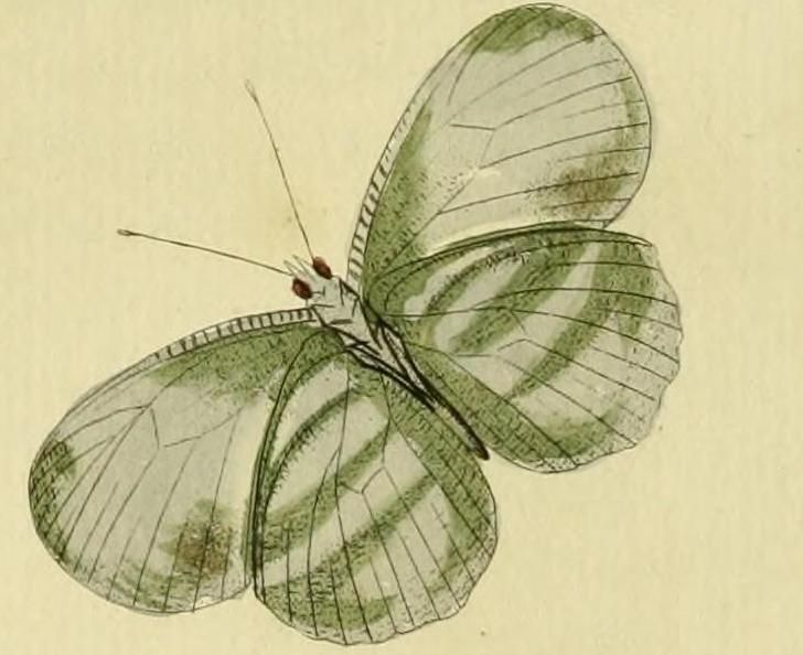 File:Leptosia medusa.JPG