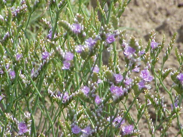 File:Limonium binervosum2.jpg