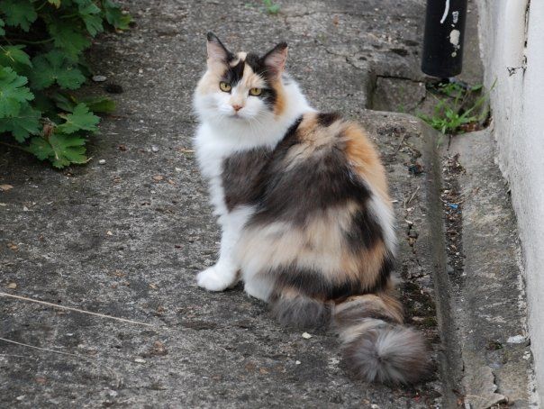 File:Longhaired Calico Cat.jpg