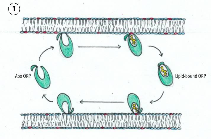 File:OSBP-ORPs Function 1.png