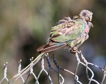 File:PBFD affected Red-Rump Parrot.jpg