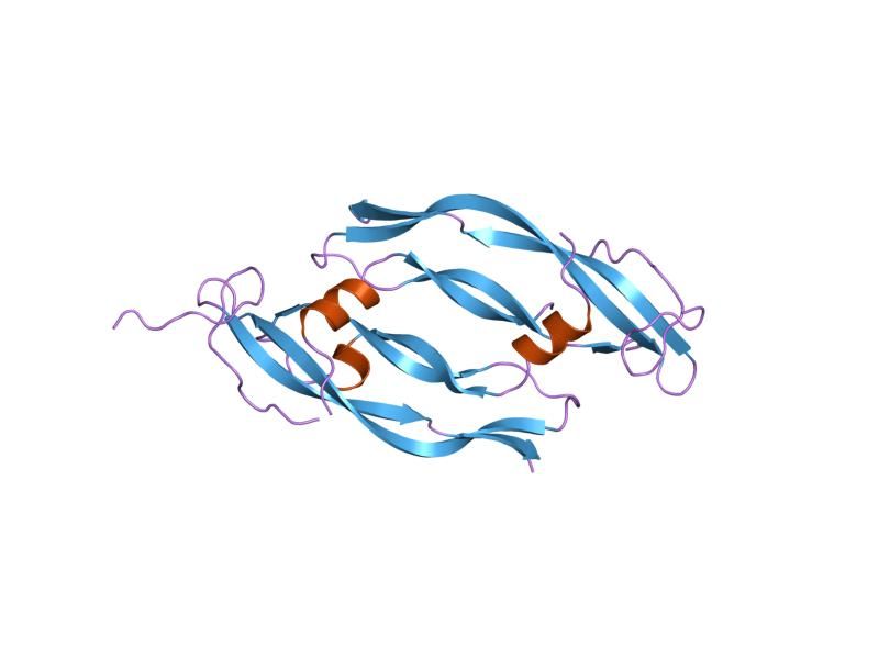 File:PDB 1vpp EBI.jpg