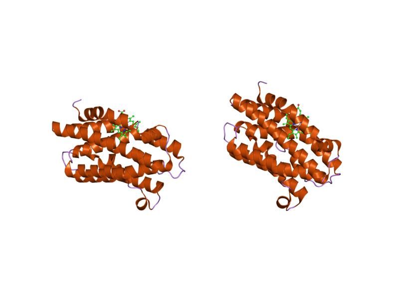 File:PDB 1xk1 EBI.jpg