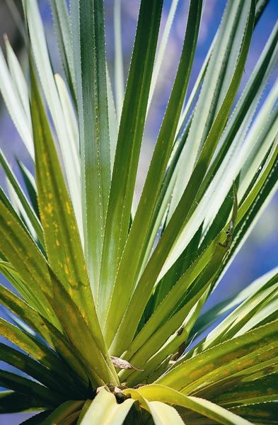 File:Pandanus Tree.jpg