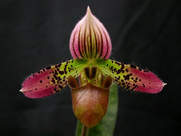 File:Paphiopedilum acmodontum.jpg