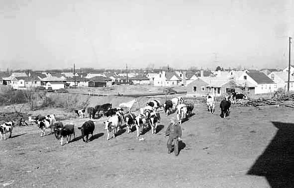 File:Pf006593-suburbs with cows.jpg