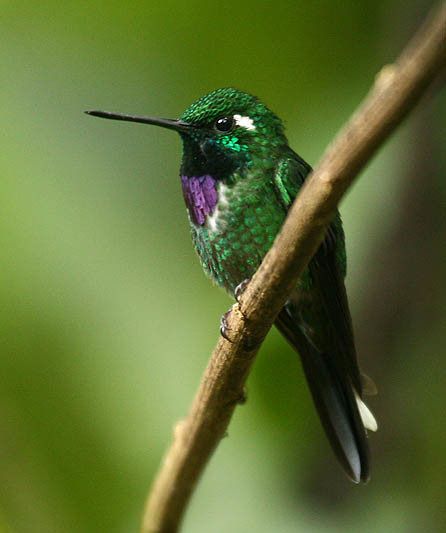 File:Purple-bibbed Whitetip (Urosticte benjamini).jpg