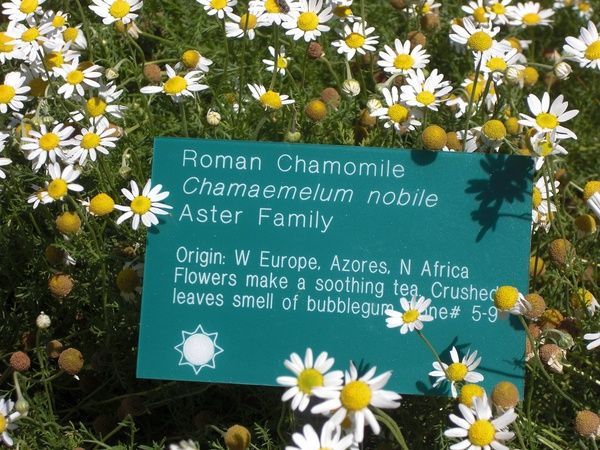 File:RomanChamomile.jpg