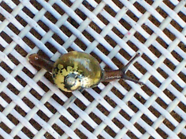 File:Snail - Tia River, altitude 1350 metres1.jpg