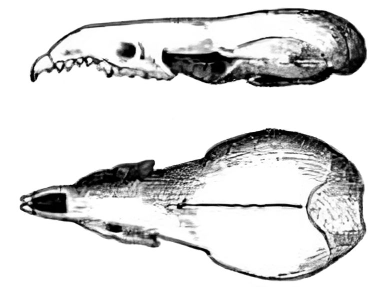 File:Sorex tenellus skulls Merriam (cropped) 2.jpeg