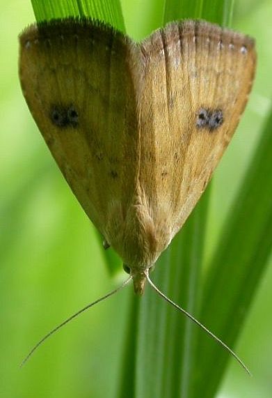 File:Straw Dot.jpg