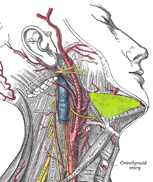 File:Submandibular space (gray507 edit).png