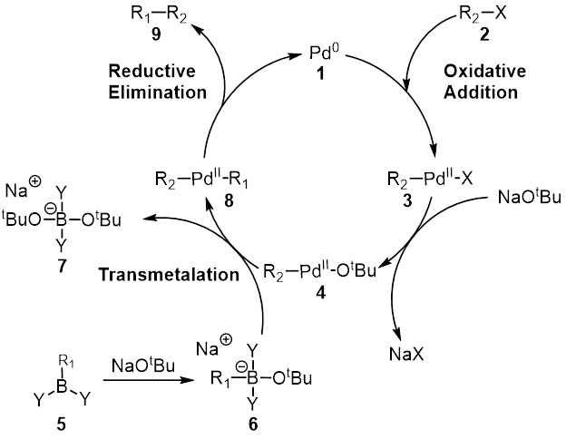 File:Suzuki Coupling Full Mechanism 2.png