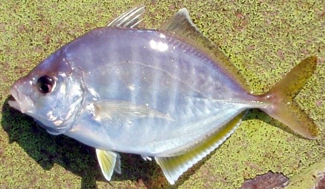 File:Whitefin trevally.jpg