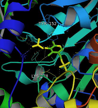 File:Zoom of binding site ACS.png