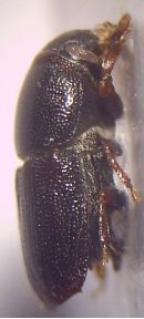 File:01a Scolytus multistriatus Imago 20fach rechte Seite.jpg