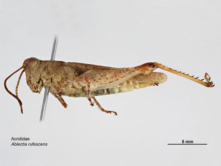 File:Ablectia rufescens f.jpg