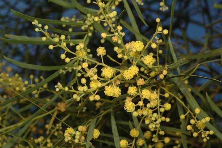 File:Acacia aestivalis.jpg