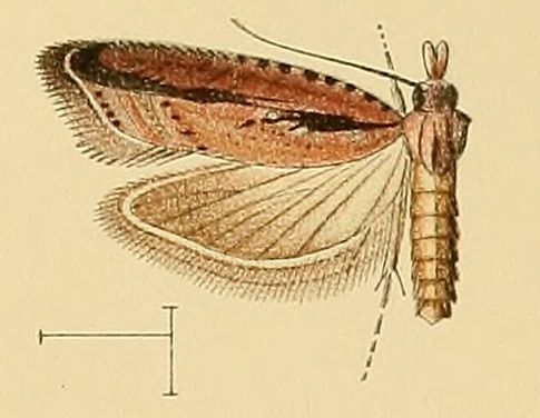 File:Acroclita guanchana.jpg