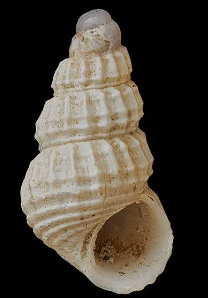 File:Alvania gradatoides 001.jpg