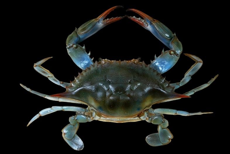 File:Blue crab (black background).jpg