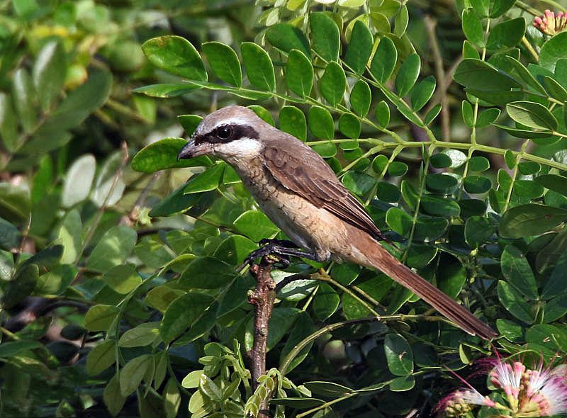 File:Brown Shrike I IMG 7367.jpg