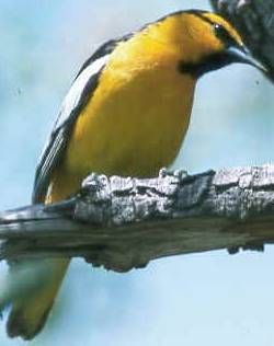 File:BullockOriole23.jpg