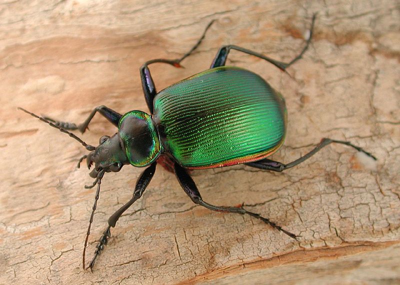 File:Calosoma scrutator.jpg