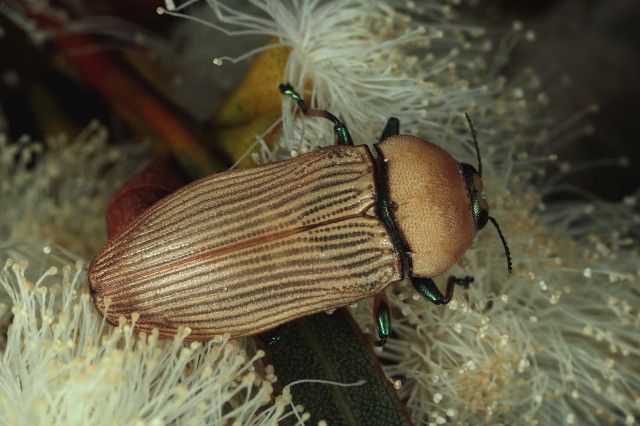 File:Castiarina flava Big Desert Jan16.jpg