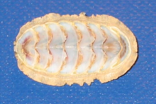 File:Chiton-bottom-view.jpg