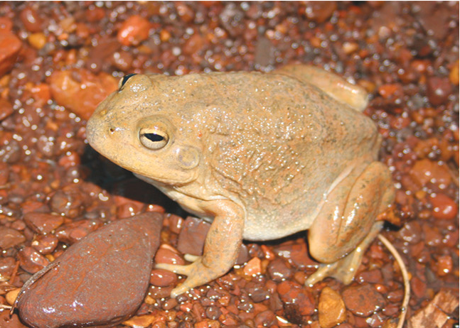 File:Cyclorana occidentalis, female, lateral view.png