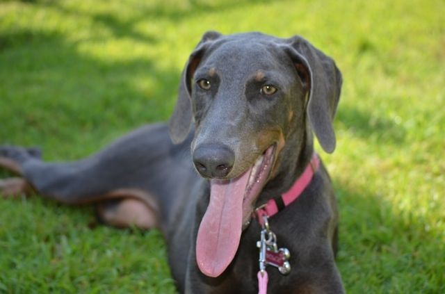 File:Doberman blue, purebred CKC.JPG