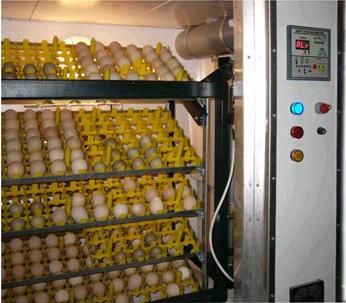 File:Egg incubator.jpg