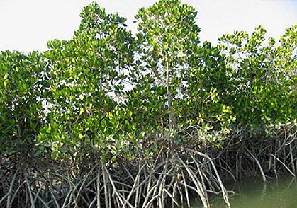 File:Harra sea forest.jpg