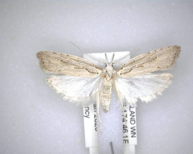 File:Heterocrossa exochana NZAC04231502+1585139138.jpg