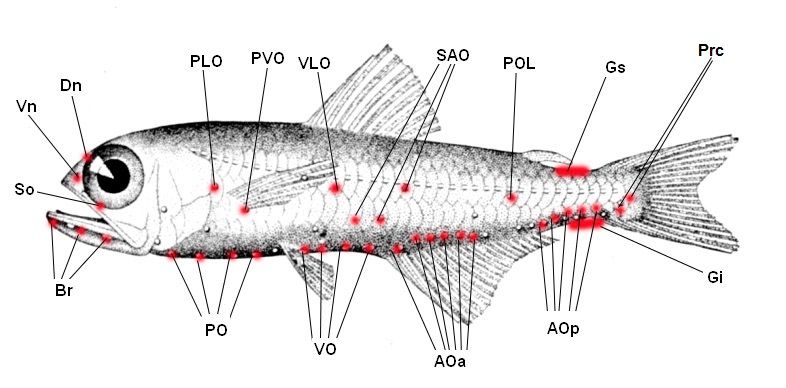 File:Hygophum hygomii Photophores.jpg