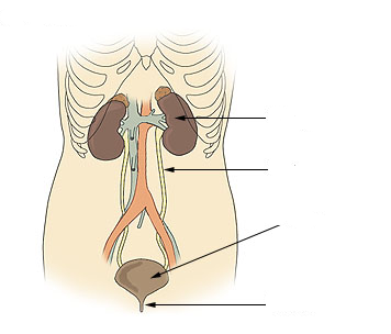 File:Illu urinary system neutral.png