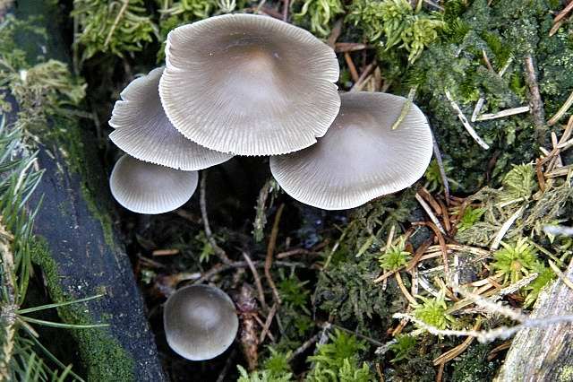 File:Mycena spec. - Lindsey 14a.jpg