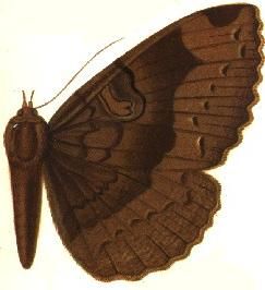 File:Nyctipao sumatrensis.JPG