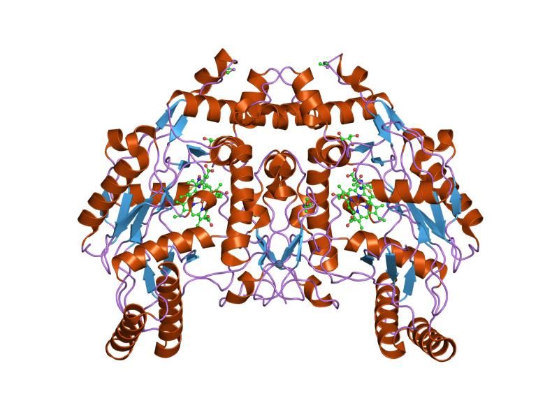 File:PDB 1ed4 EBI.jpg