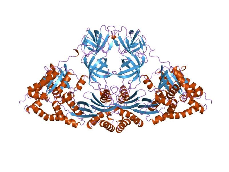 File:PDB 1efu EBI.jpg