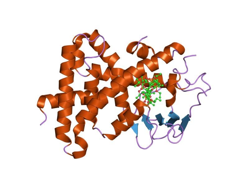 File:PDB 1ilh EBI.jpg