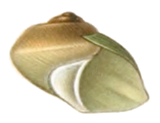 File:Potamolithus rushii shell 4.png